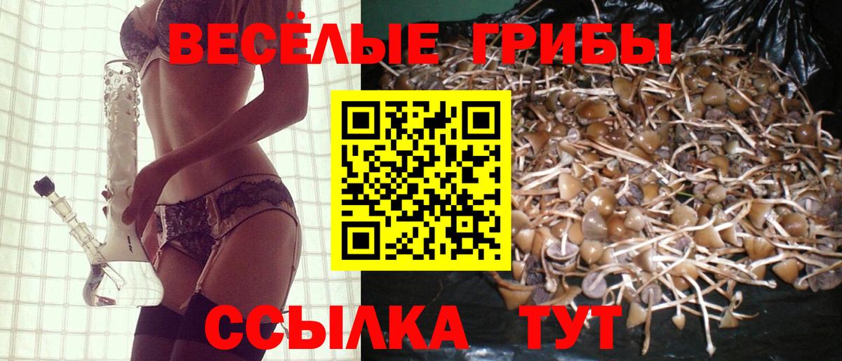 продажа наркотиков  Вход с VPN  Орёл  Псилоцибиновые грибы Psilocybe 